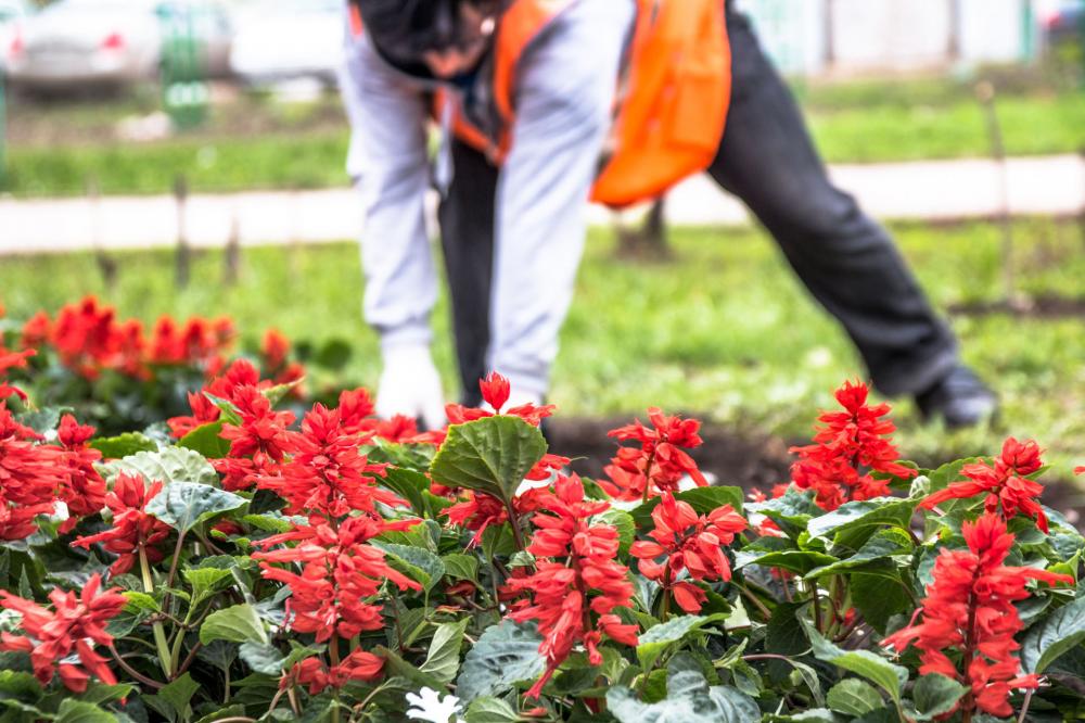 Сотрудники ГКП Самарской области «АСАДО» высадили более 92 тысяч цветов